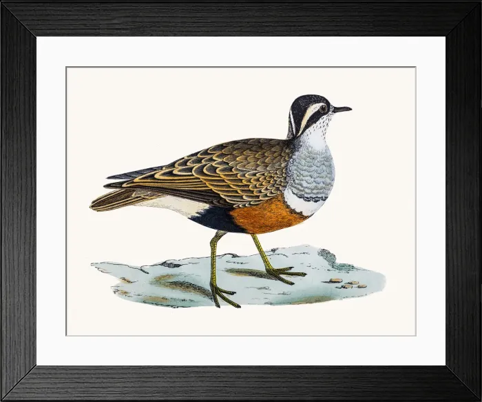 Framed Print : Dotterel bird Framed Print : Dotterel bird