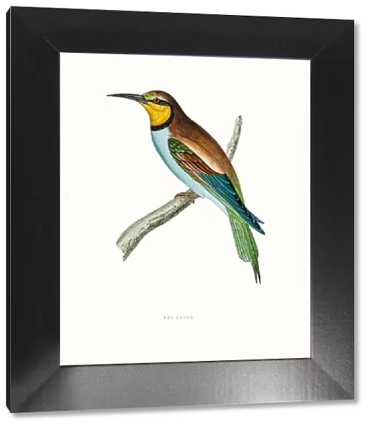 Bee Eater. A photograph of an original hand-colored engraving