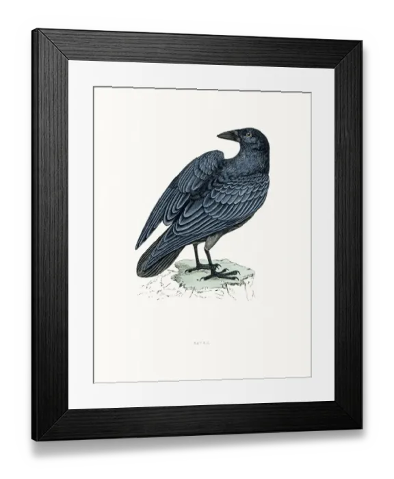 Framed Print : Raven. A photograph of an original hand-colored engraving Framed Print : Raven. A photograph of an original hand-colored engraving