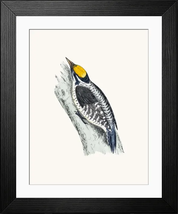 Framed Print : Woodpecker bird Framed Print : Woodpecker bird
