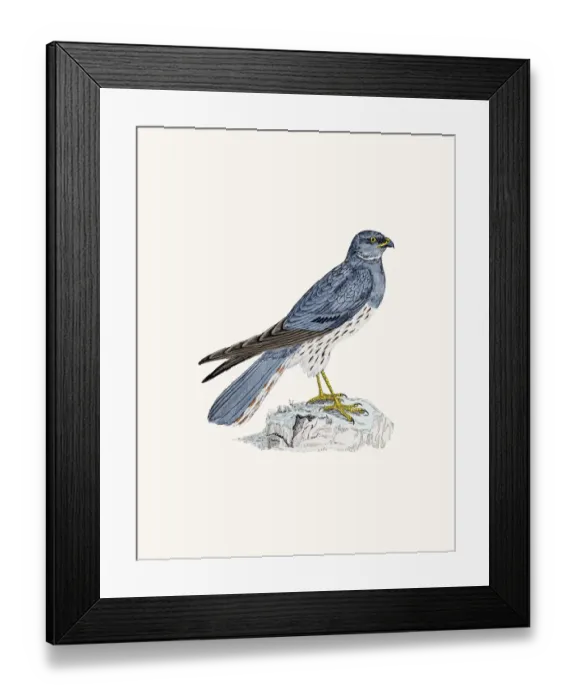 Framed Print : Montagus Harrier bird