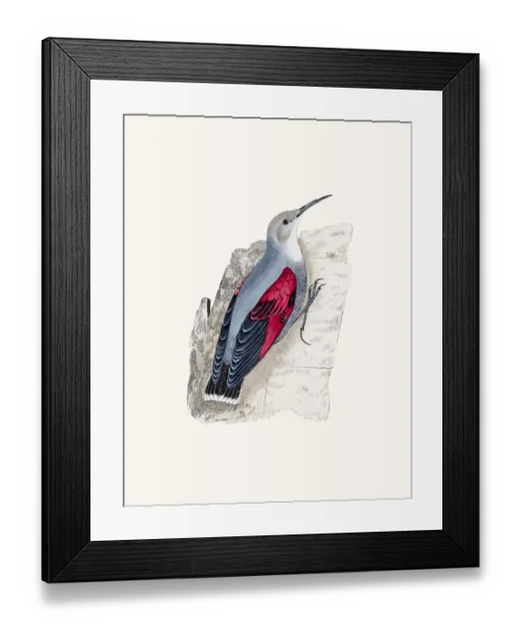 Framed Print : Wall Creeper bird Framed Print : Wall Creeper bird
