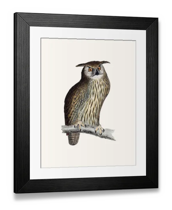 Framed Print : Horned owl bird Framed Print : Horned owl bird