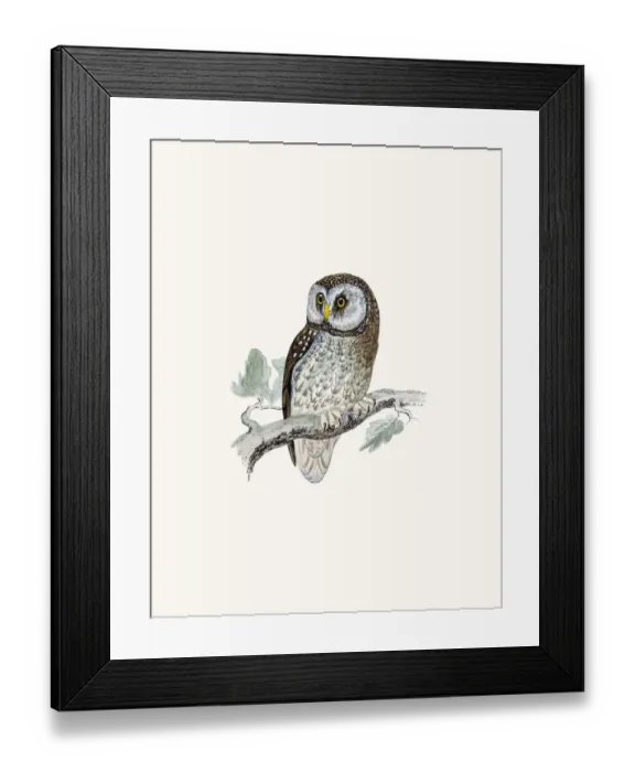 Framed Print : Tengmalms owl bird Framed Print : Tengmalms owl bird
