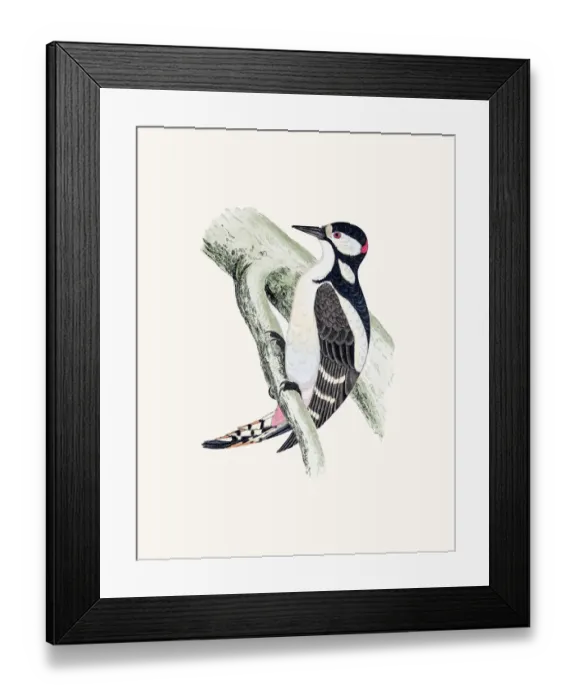 Framed Print : Great spotted woodpecker bird