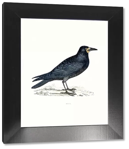 Rook. A photograph of an original hand-colored engraving