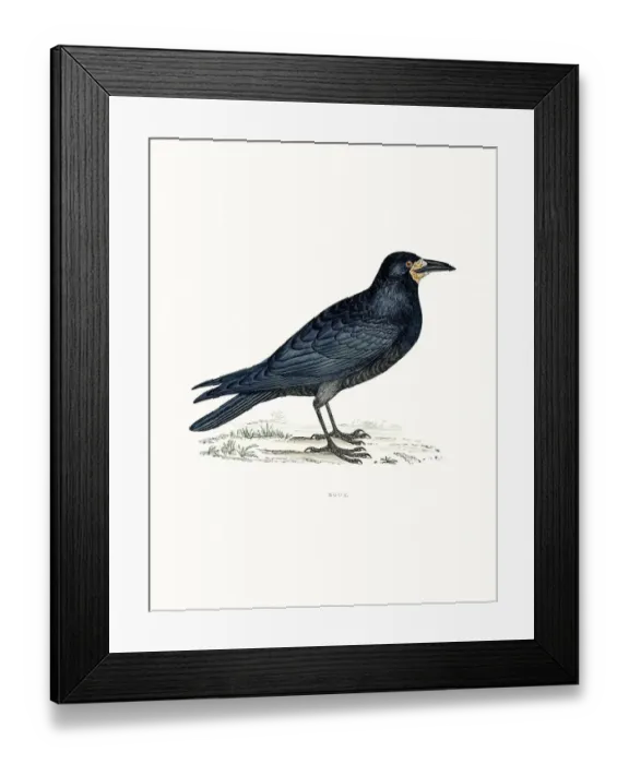 Framed Print : Rook. A photograph of an original hand-colored engraving Framed Print : Rook. A photograph of an original hand-colored engraving