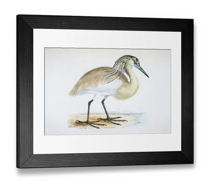 Framed Print : Heron bird 19 century illustration Framed Print : Heron bird 19 century illustration