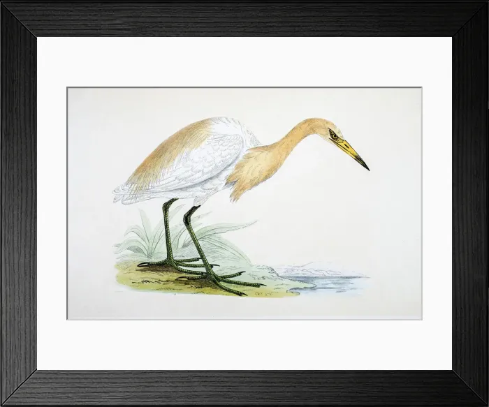 Framed Print : Heron bird 19 century illustration Framed Print : Heron bird 19 century illustration