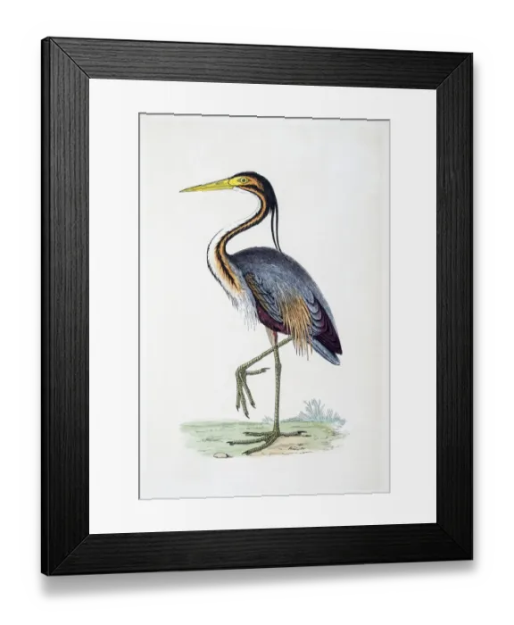 Framed Print : Heron bird 19 century illustration
