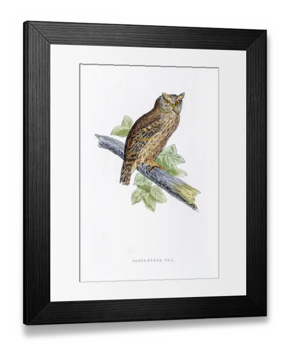 Framed Print : Owl bird 19 century illustration Framed Print : Owl bird 19 century illustration