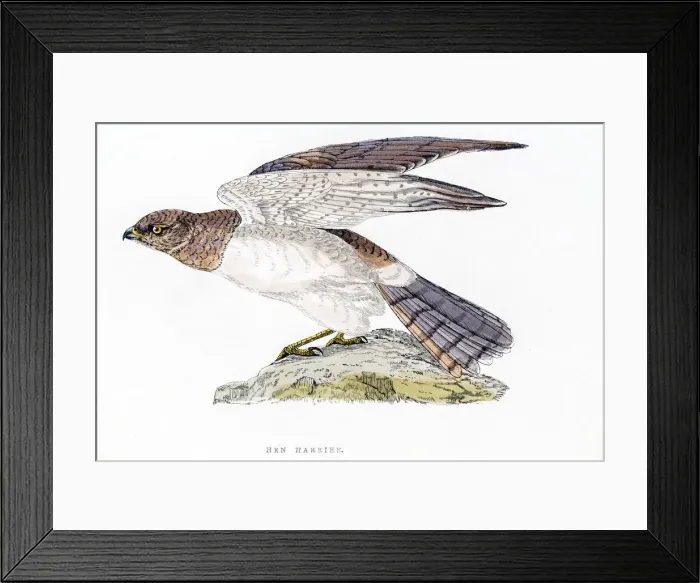 Framed Print : Harrier bird 19 century illustration Framed Print : Harrier bird 19 century illustration