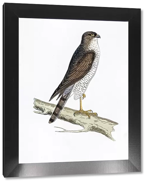 Sparrow Hawk bird 19 century illustration