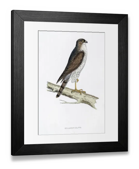 Framed Print : Sparrow Hawk bird 19 century illustration