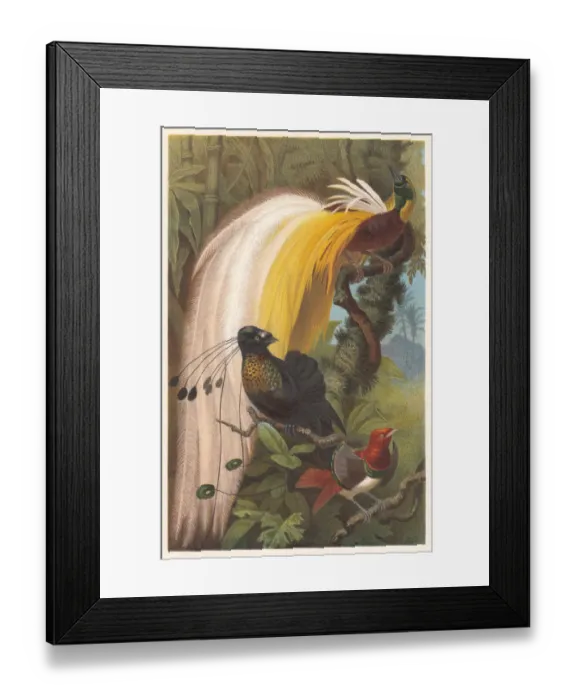 Framed Print : Birds of Paradise (Paradisaeidae), lithograph, published in 1882