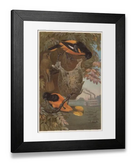 Framed Print : Baltimore oriole (Icterus galbula), lithograph, published in 1882 Framed Print : Baltimore oriole (Icterus galbula), lithograph, published in 1882