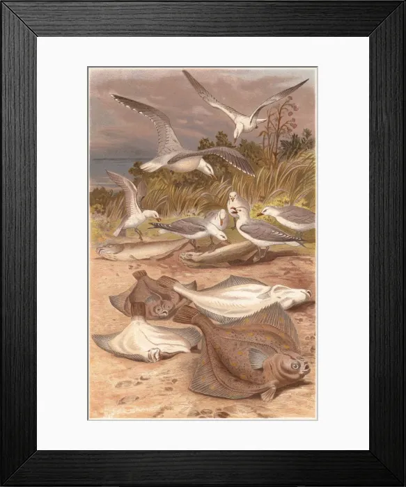 Framed Print : European plaice (Pleuronectes platessa) and seagulls, lithograph, published 1884 Framed Print : European plaice (Pleuronectes platessa) and seagulls, lithograph, published 1884