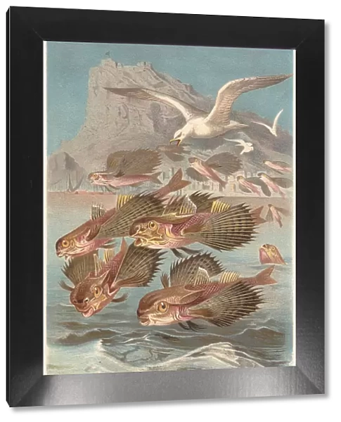 Flying gurnards (Dactylopterus volitans), lithograph, published in 1884