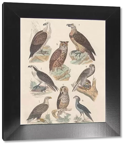 Birds of prey, hand-colored lithograph, published in 1880