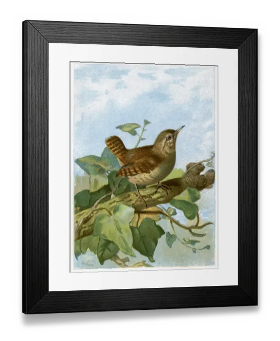 Framed Print : Animal, Animal Themes, Animals In The Wild, Antique, Art, Art And Craft, Bird, Color Image Framed Print : Animal, Animal Themes, Animals In The Wild, Antique, Art, Art And Craft, Bird, Color Image