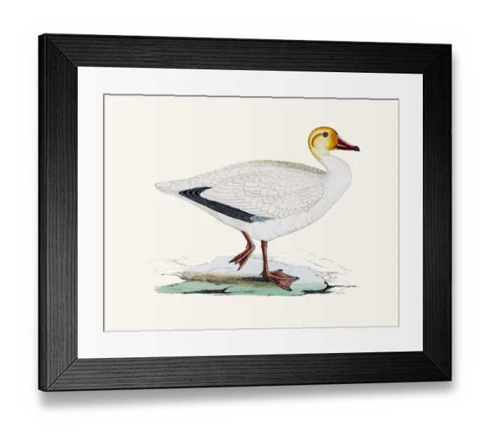 Framed Print : Snow goose Framed Print : Snow goose