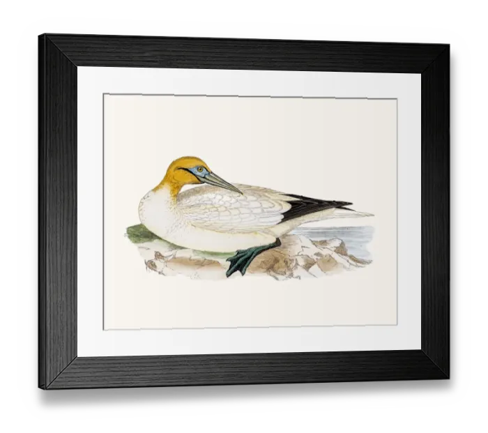 Framed Print : Gannet bird Framed Print : Gannet bird