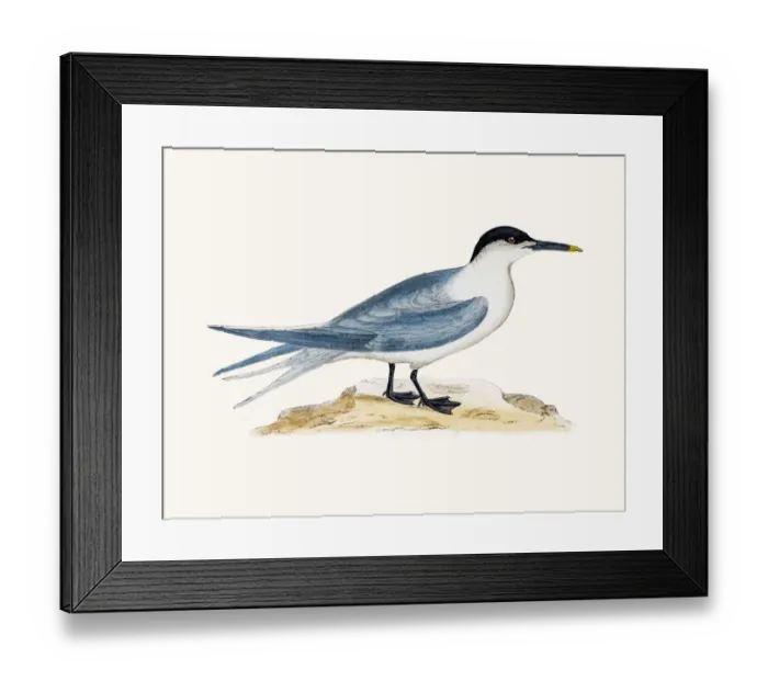 Framed Print : Sandwich tern Framed Print : Sandwich tern