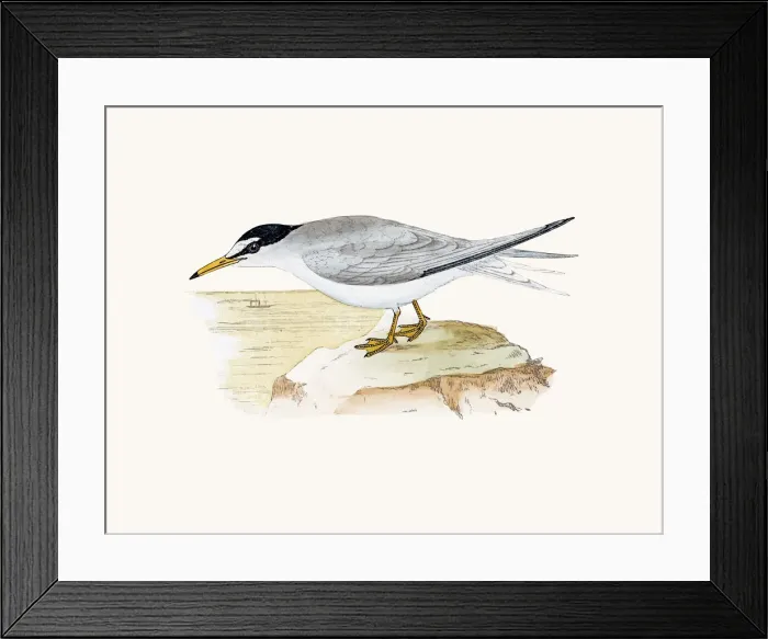 Framed Print : Lesser crested tern Framed Print : Lesser crested tern