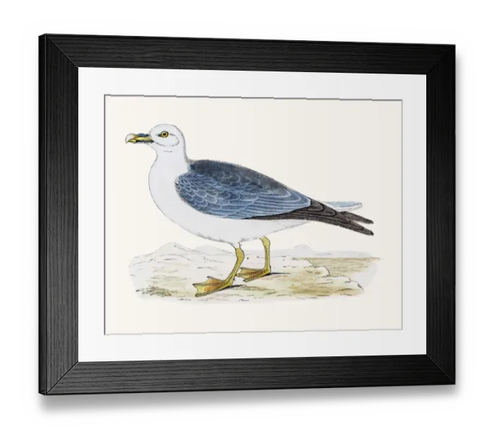 Framed Print : Fulmar Petrel Framed Print : Fulmar Petrel