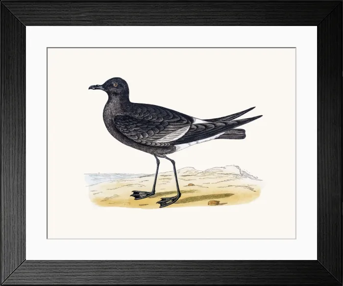 Framed Print : Wilsons Petrel Framed Print : Wilsons Petrel