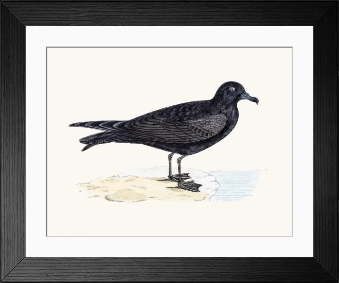 Framed Print : Bulwers Petrel Framed Print : Bulwers Petrel