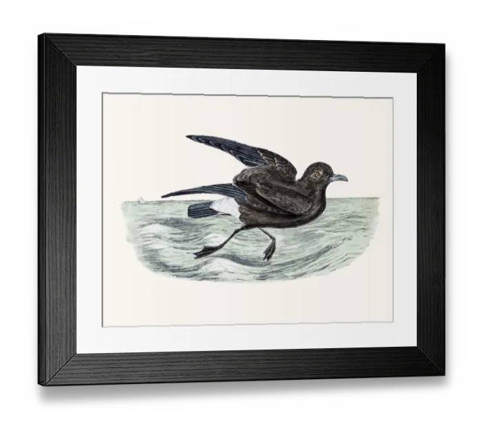 Framed Print : Storm petrel Framed Print : Storm petrel