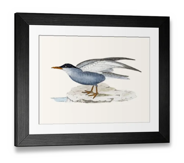 Framed Print : Whiskered tern Framed Print : Whiskered tern