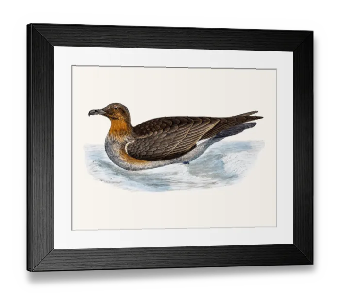 Framed Print : Skua. A photograph of an original hand-colored engraving