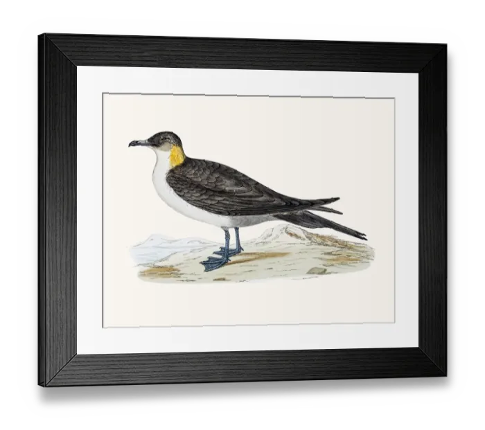 Framed Print : Long-tailed jaeger (small skua) bird Framed Print : Long-tailed jaeger (small skua) bird