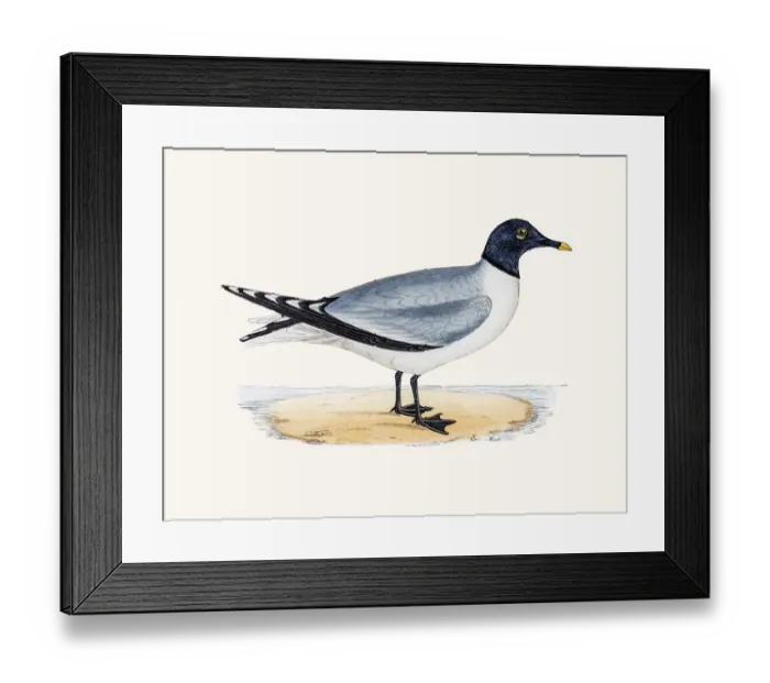 Framed Print : Sabines Seagull Framed Print : Sabines Seagull