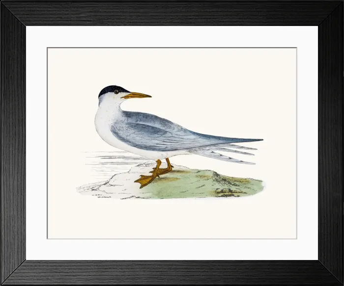 Framed Print : Common tern Framed Print : Common tern