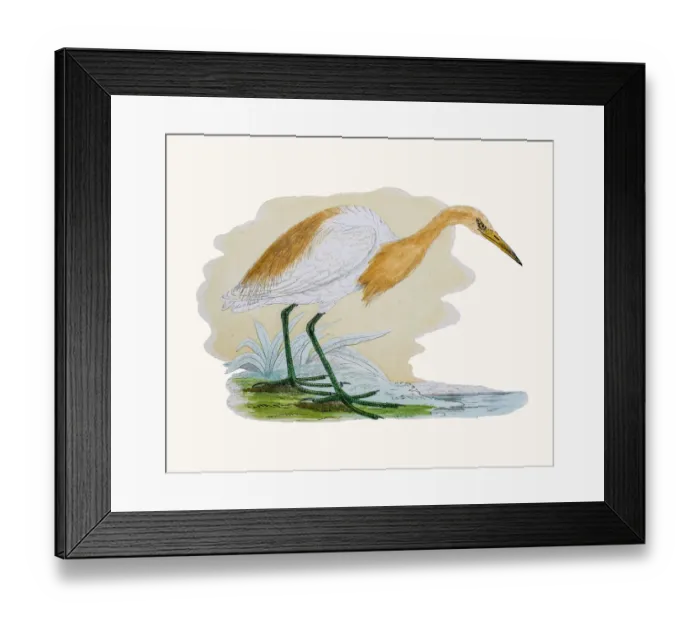 Framed Print : Cattle egret Framed Print : Cattle egret