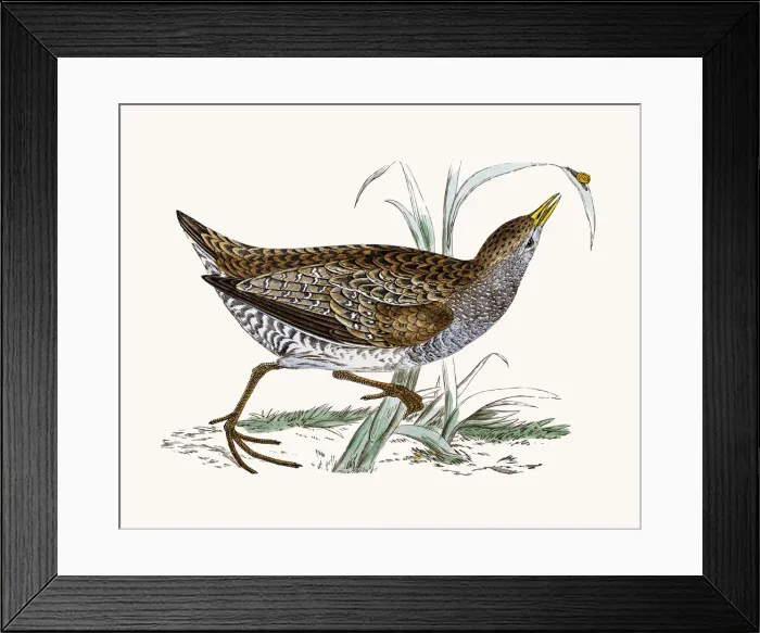 Framed Print : Spotted Crake Framed Print : Spotted Crake