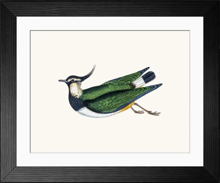 Framed Print : Northern lapwing Framed Print : Northern lapwing
