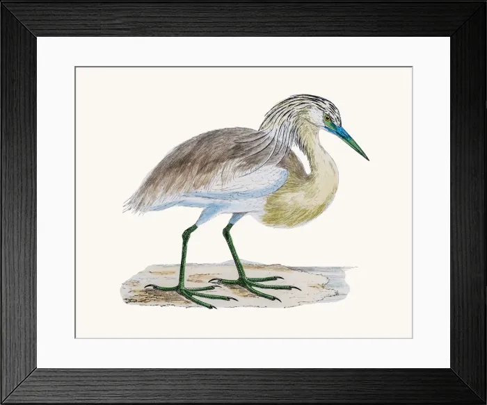 Framed Print : Squacco Heron Framed Print : Squacco Heron