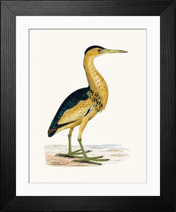 Framed Print : Little Bittern Framed Print : Little Bittern