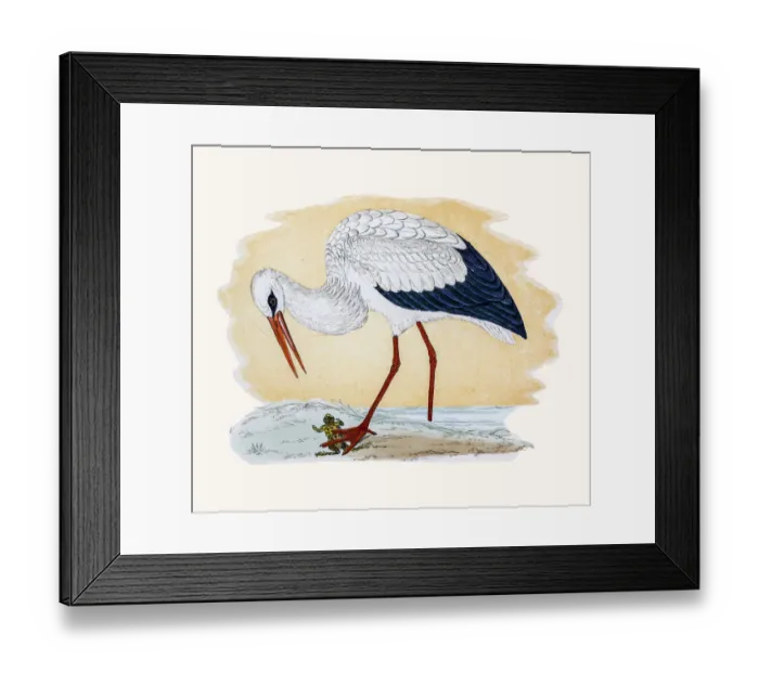 Framed Print : White Stork Framed Print : White Stork
