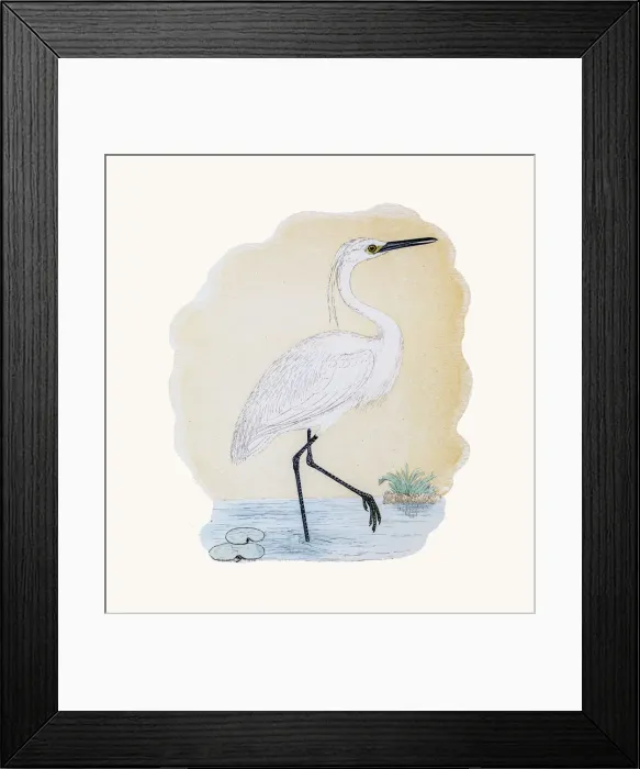 Framed Print : Little egret Framed Print : Little egret