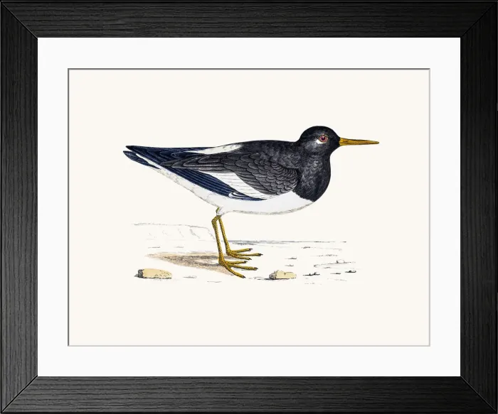 Framed Print : Oystercatcher