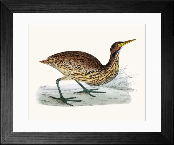 Framed Print : American Bittern Framed Print : American Bittern