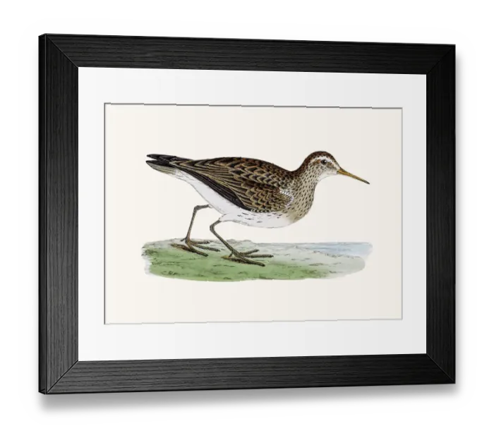 Framed Print : Pectoral Sandpiper Framed Print : Pectoral Sandpiper
