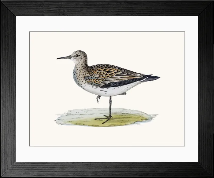 Framed Print : Schinzs Sandpiper Framed Print : Schinzs Sandpiper
