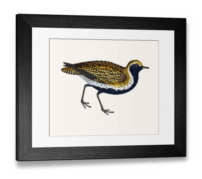 Framed Print : Golden Plover Framed Print : Golden Plover