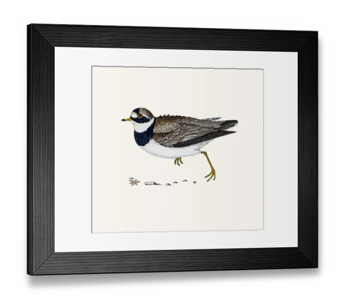 Framed Print : Dotterel plover bird Framed Print : Dotterel plover bird
